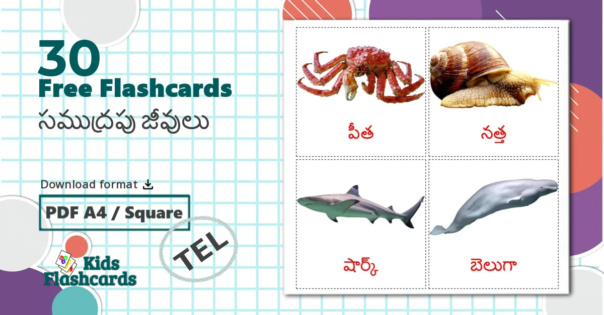 30 Sea animals flashcards