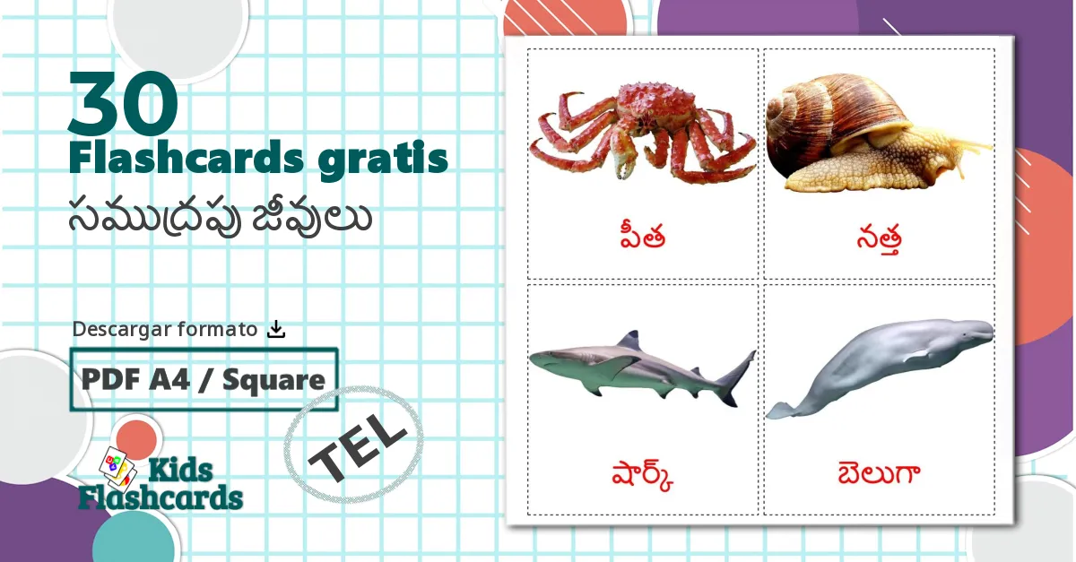 30 tarjetas didacticas de Animales Marinos