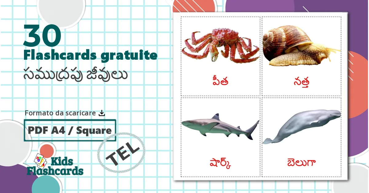 30 flashcards di Animali marini