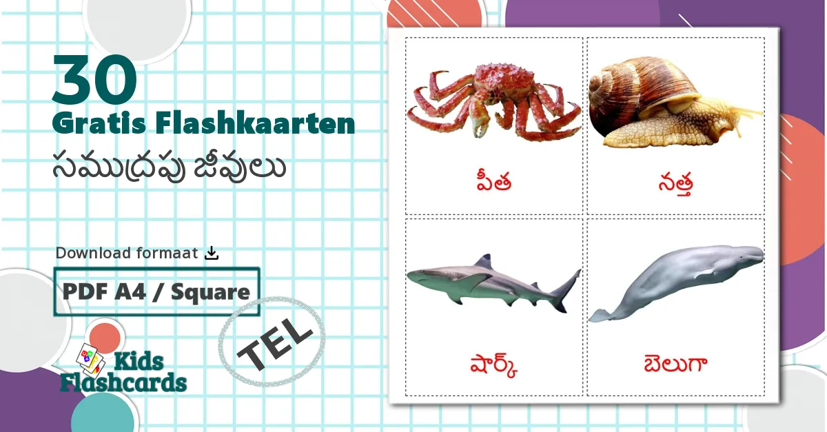 30 Zeedieren Leerkaarten voor kinderen