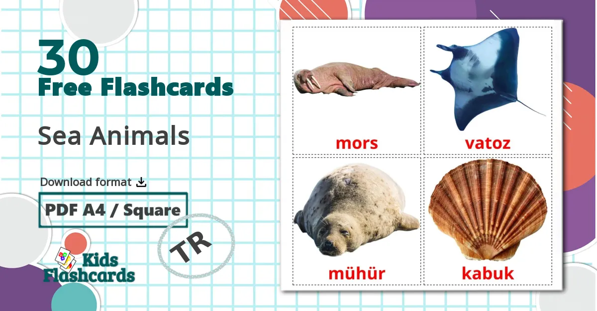 30 Sea Animals flashcards