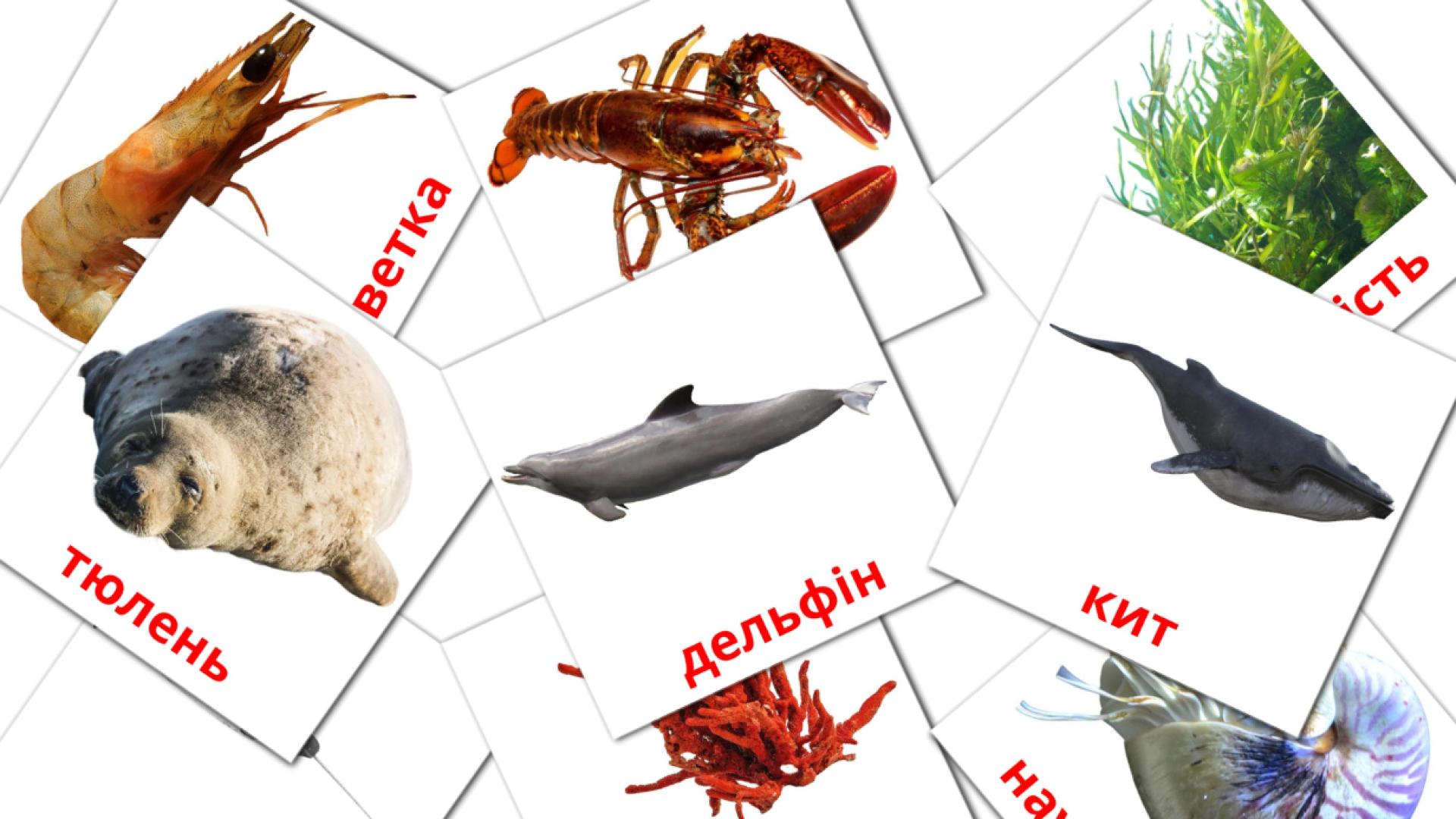 29 Морські тварини  flashcards