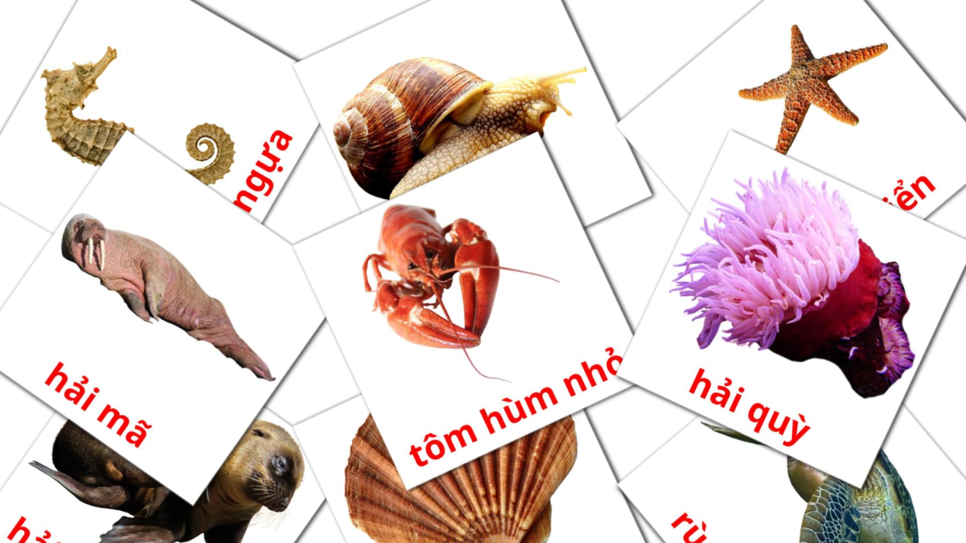 Bildkarten für động vật biển
