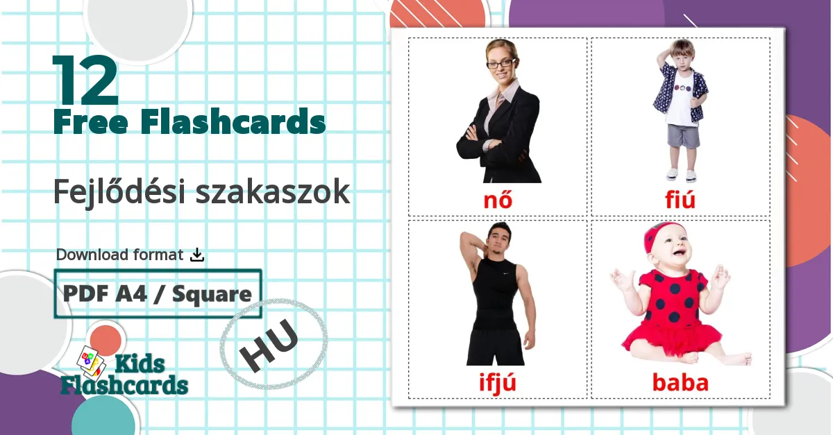 12 Fejlődési szakaszok flashcards