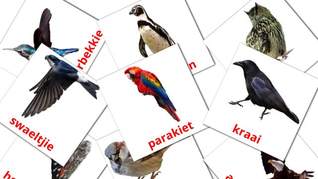 1300+ FREE Afrikaans Flashcards | PDF | Picture Vocabulary