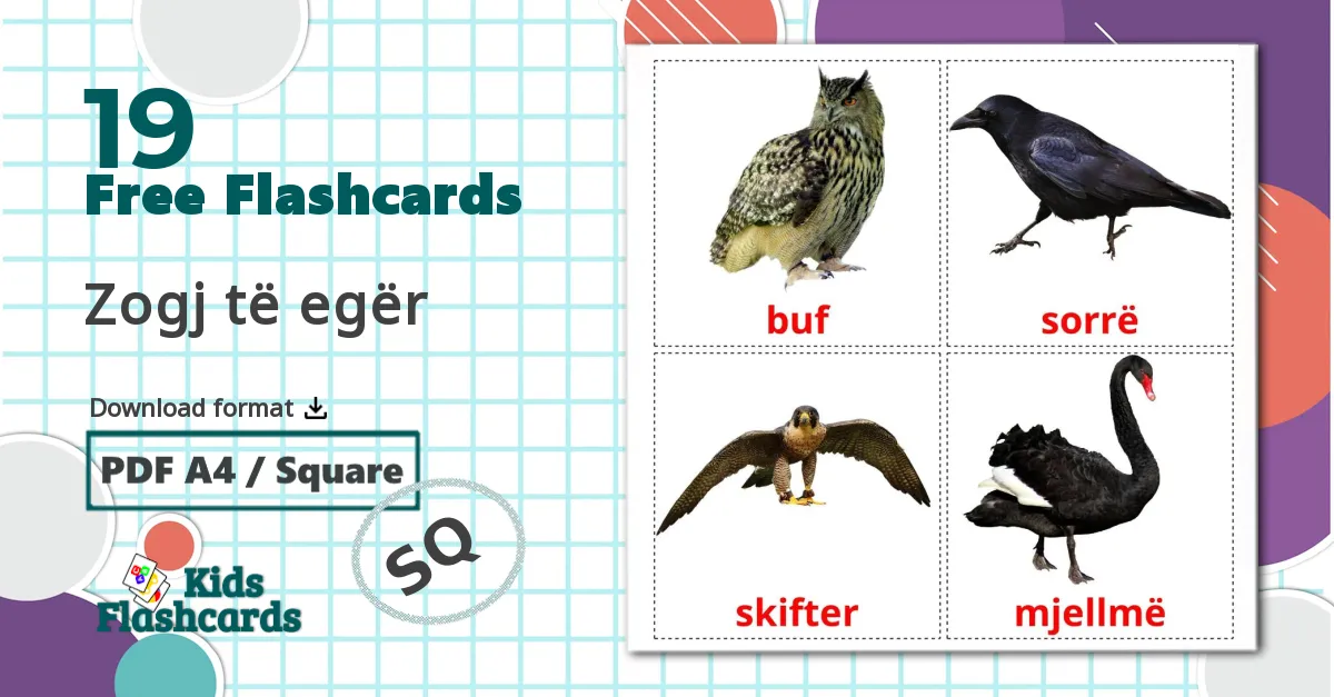 Wild birds - albanian vocabulary cards