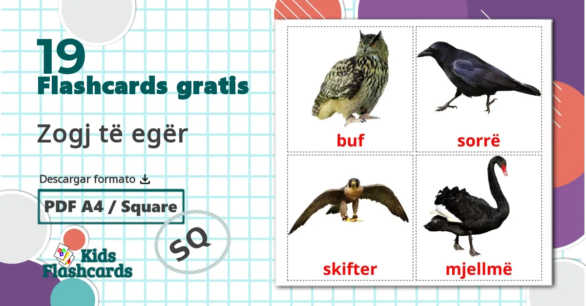 Pájaros salvajes - tarjetas de vocabulario en albanés