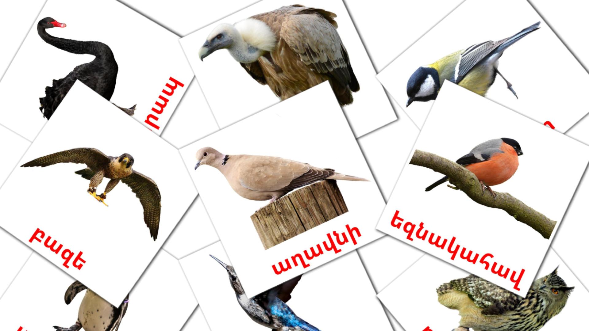 Wild birds - armenian vocabulary cards