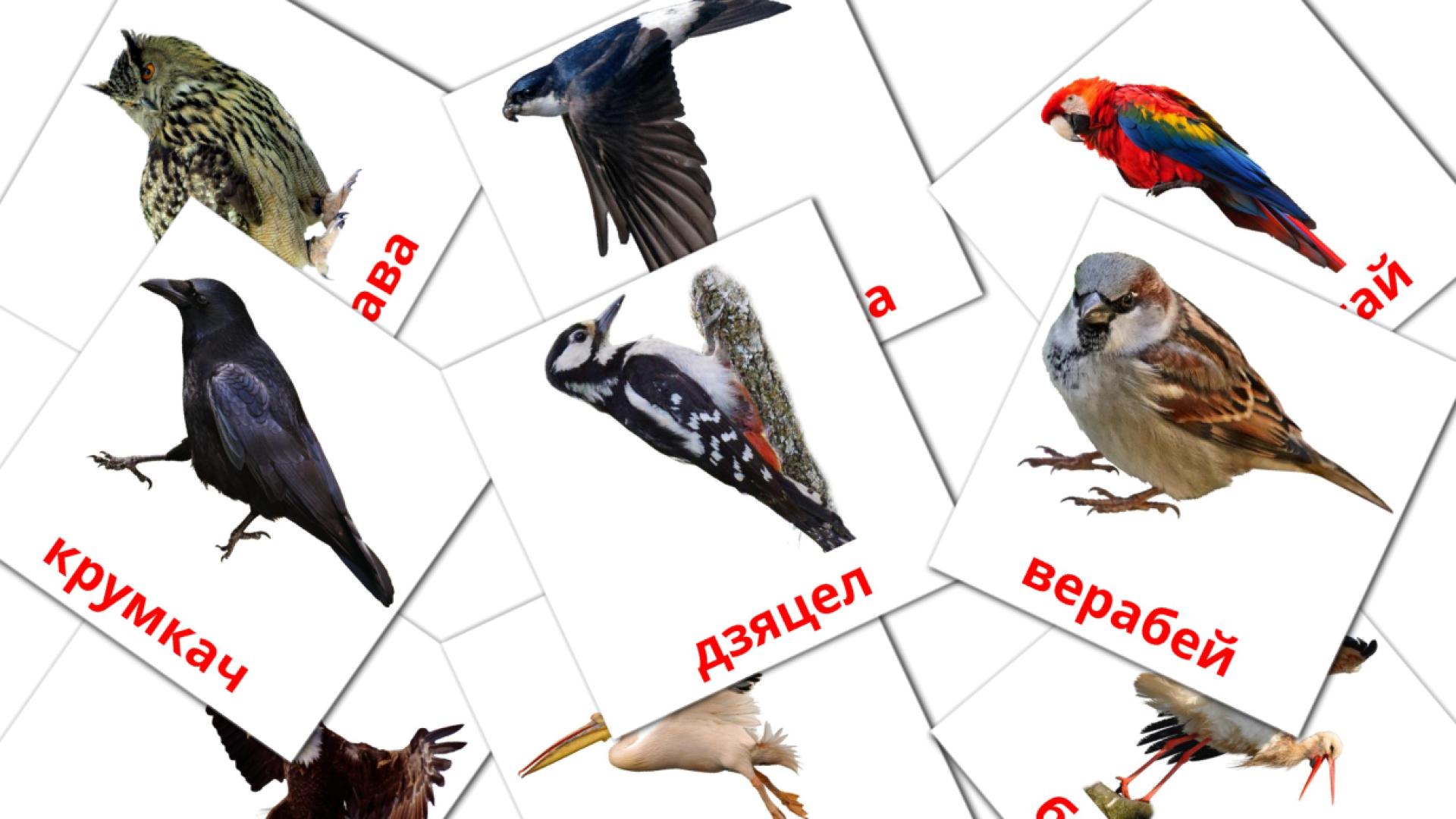 Wild birds - belarusian vocabulary cards