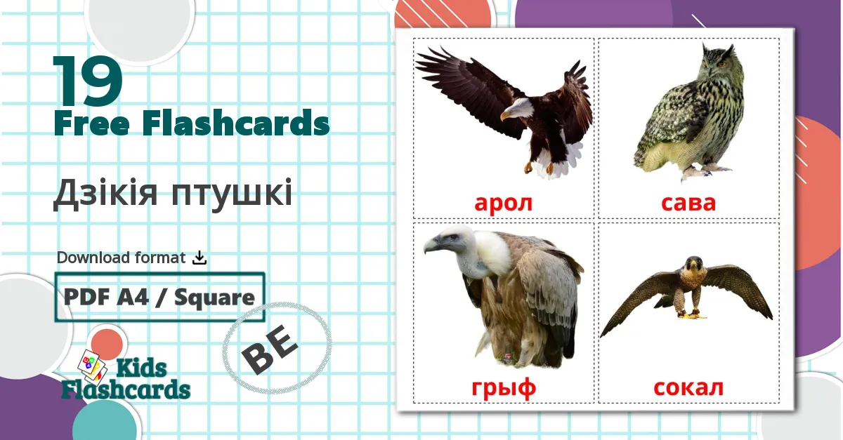 19 Wild birds flashcards