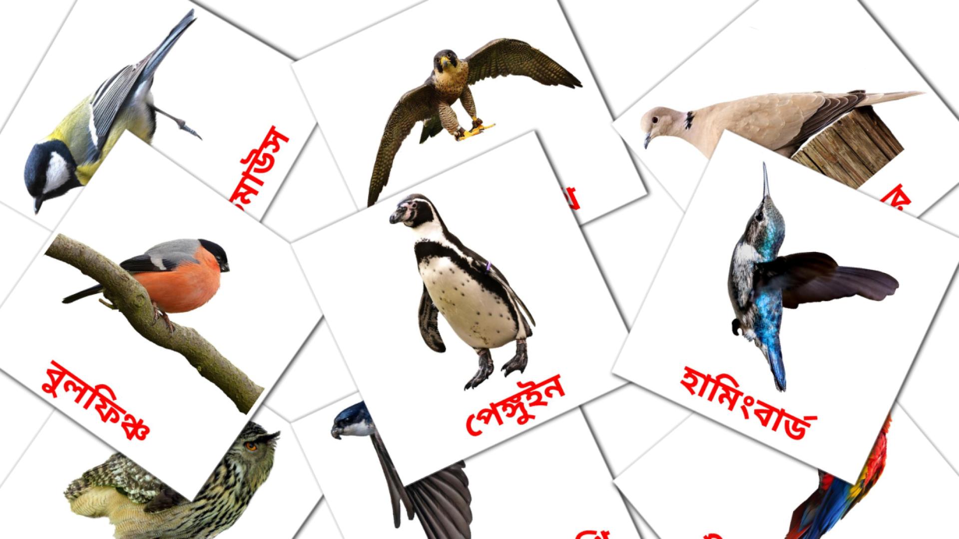 18 বন্য পাখী flashcards