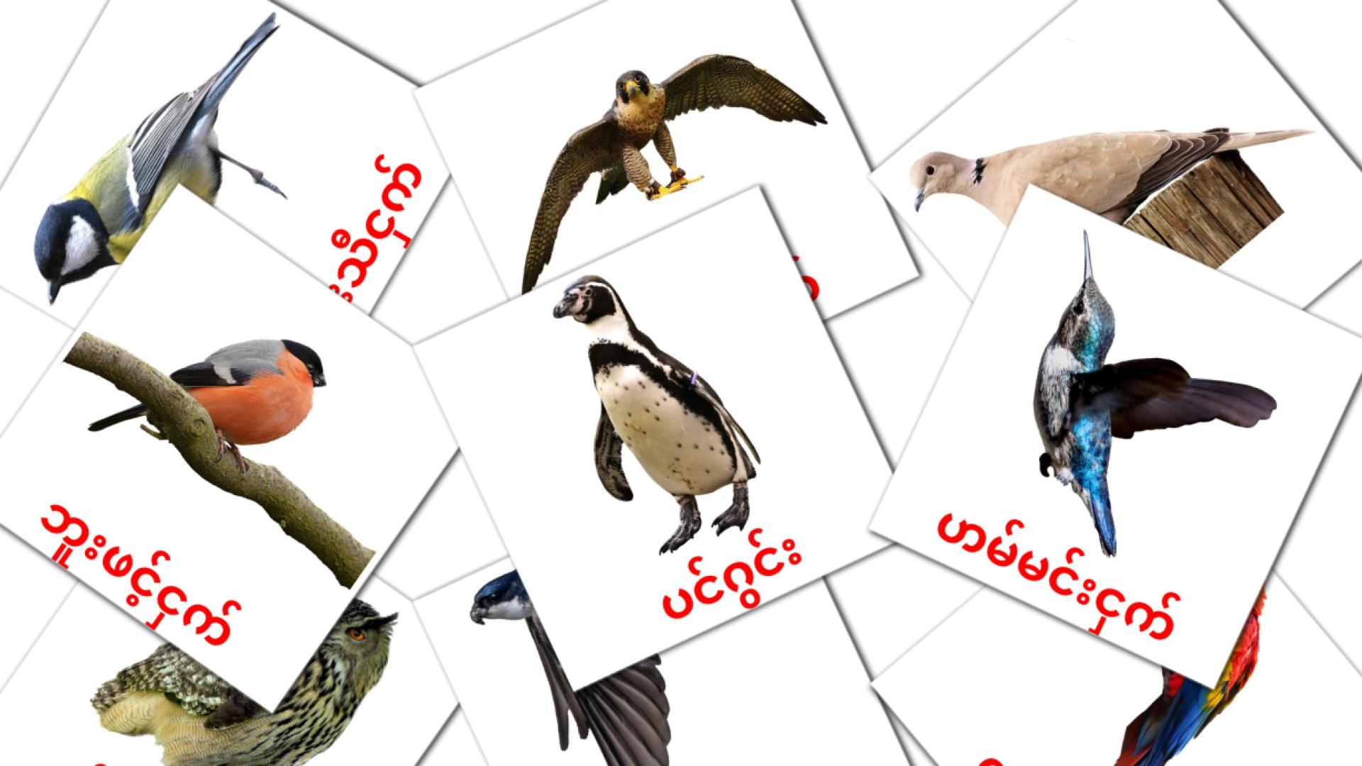 Bildkarten für Wildvögel