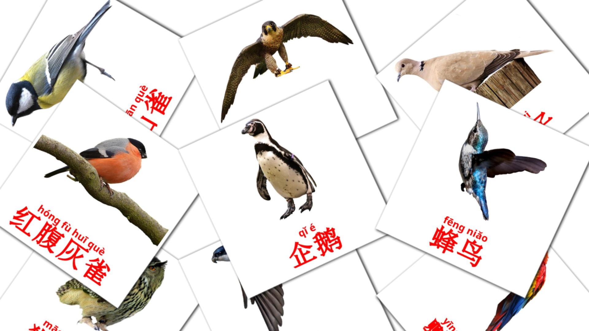 18 野生鸟类 flashcards
