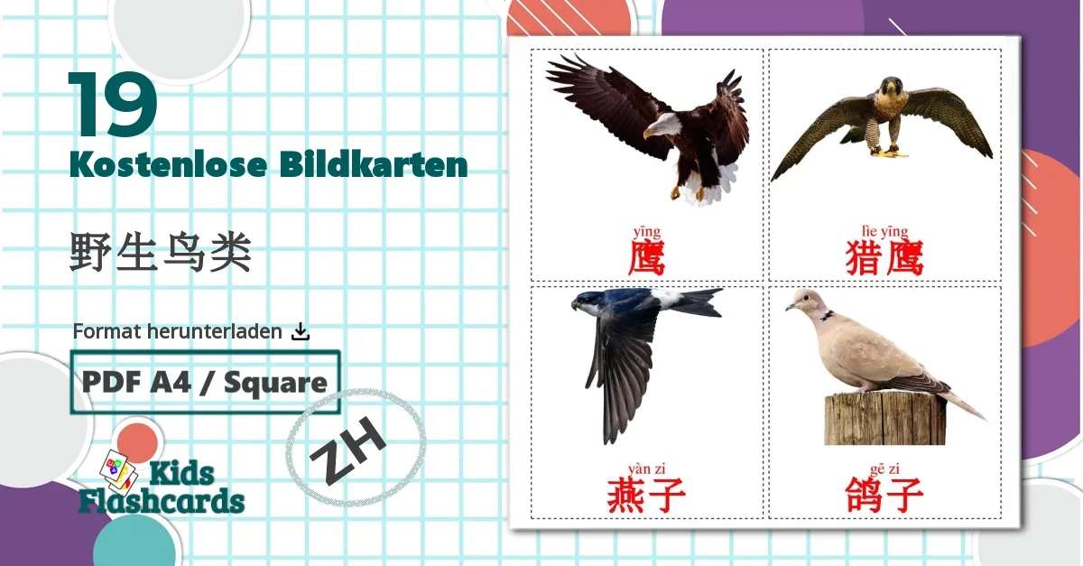 19 Bildkarten für 野生鸟类