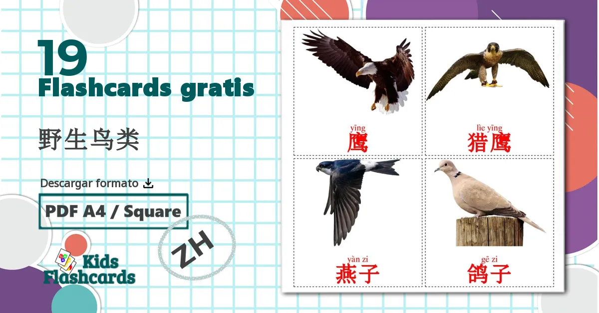 19 tarjetas didacticas de Pájaros salvajes