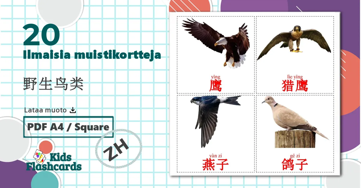 20 野生鸟类 lasten kuvakortit