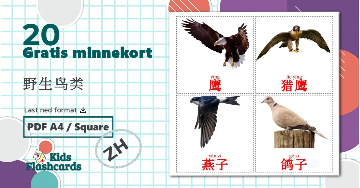 20 野生鸟类 bildekort