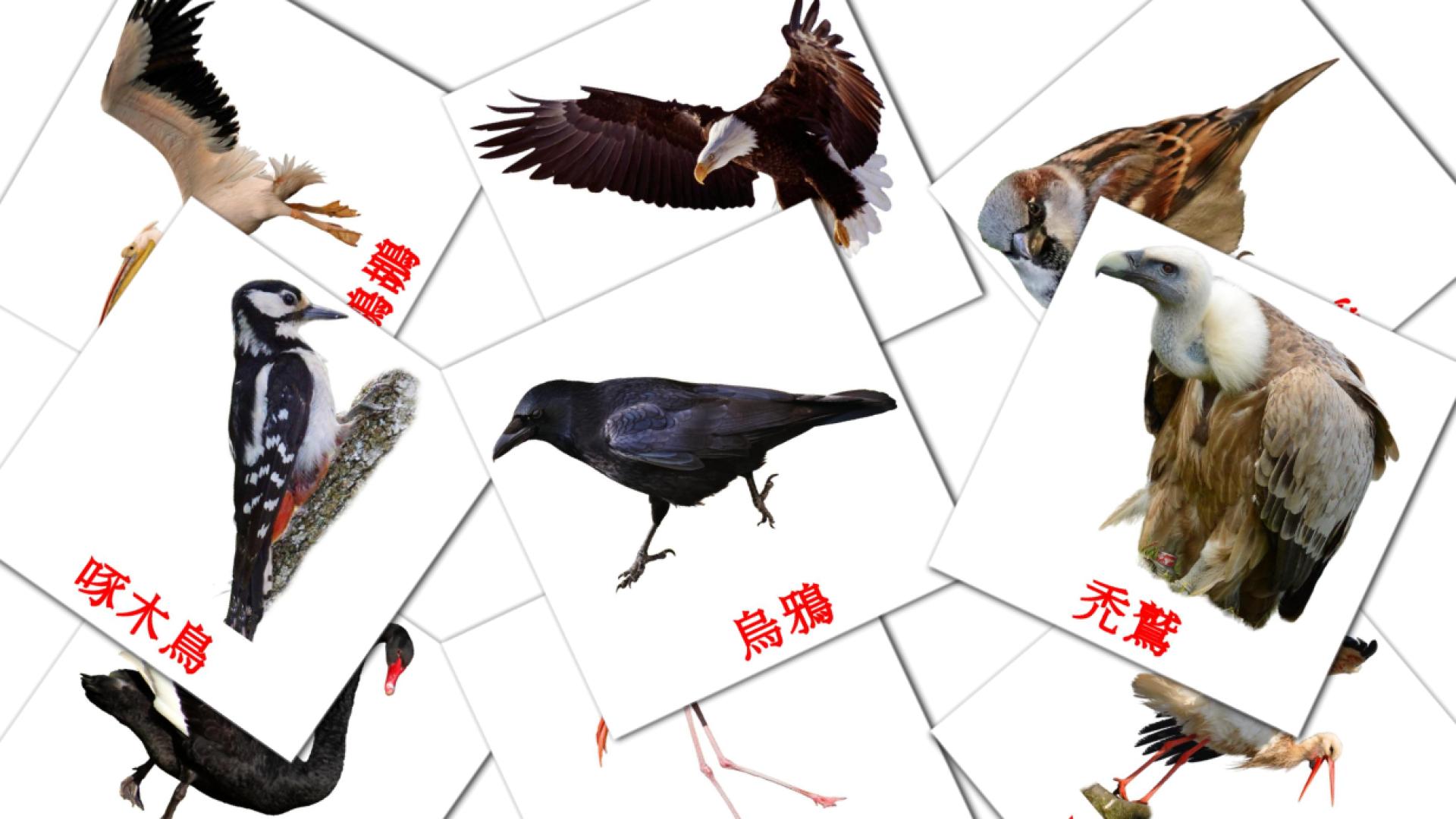19 tarjetas didacticas de 野生雀鳥