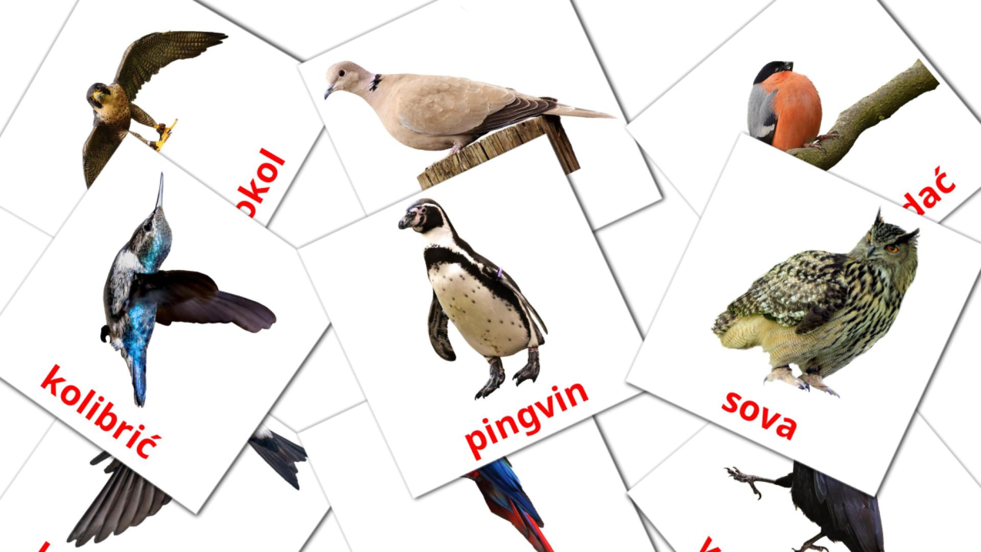 flashcards Divlje ptice 