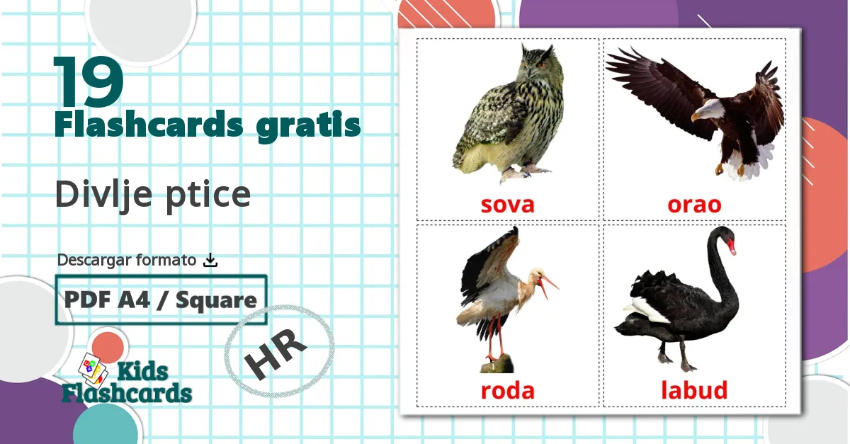 19 tarjetas didacticas de Pájaros salvajes