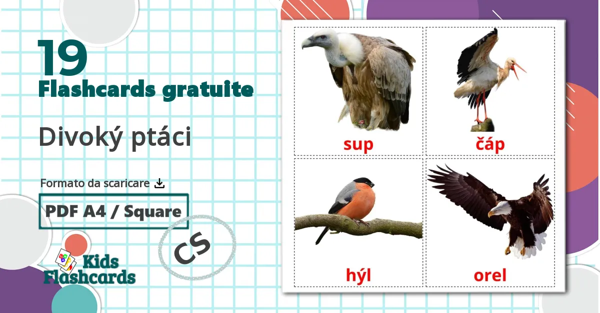 19 flashcards di Divoký ptáci