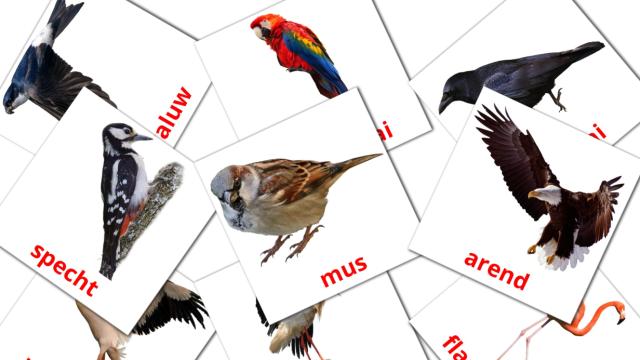 1300-free-dutch-flashcards-pdf-picture-vocabulary