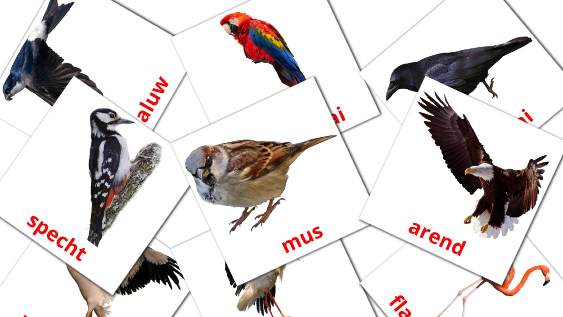 18 Wilde vogels flashcards