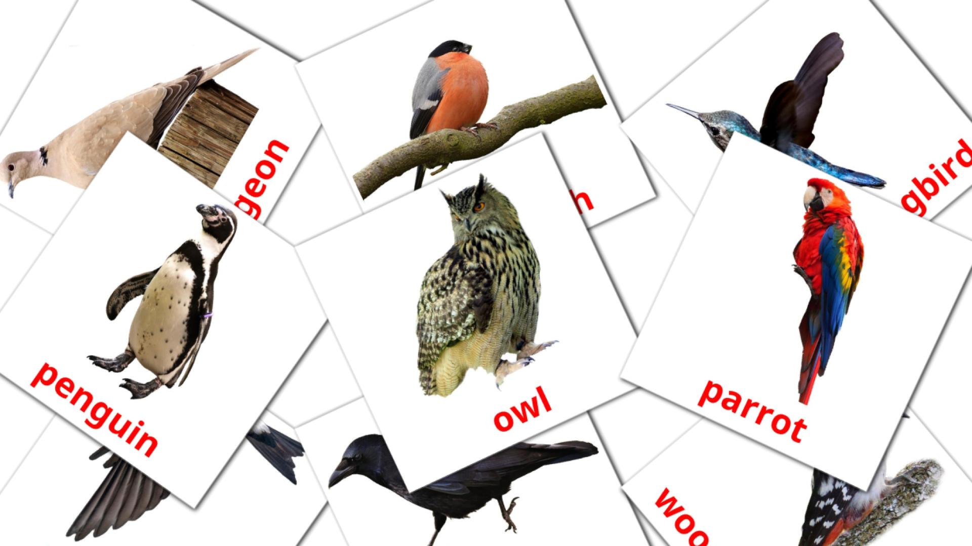 18 Wild birds flashcards