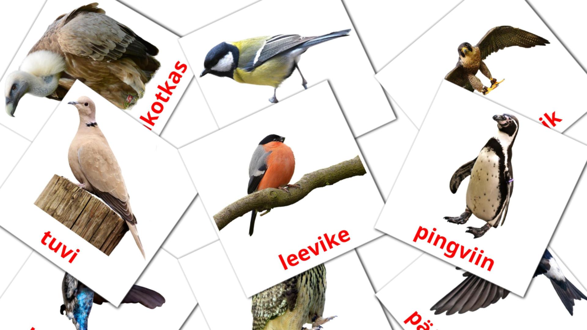 Metsikud linnud flashcards