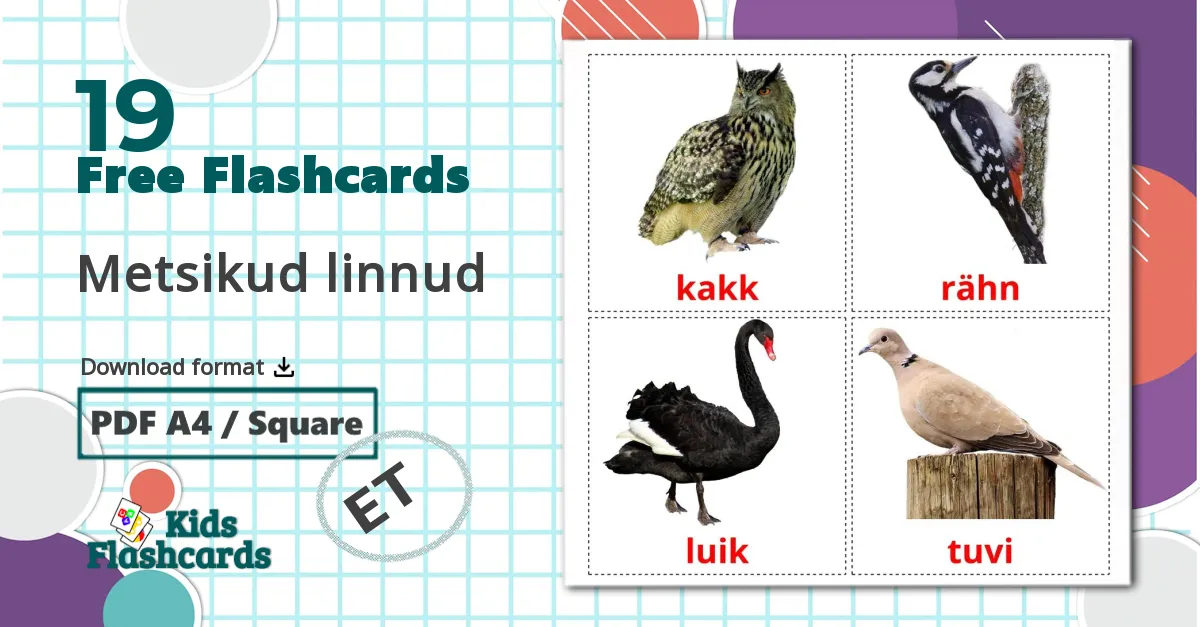 19 Metsikud linnud flashcards