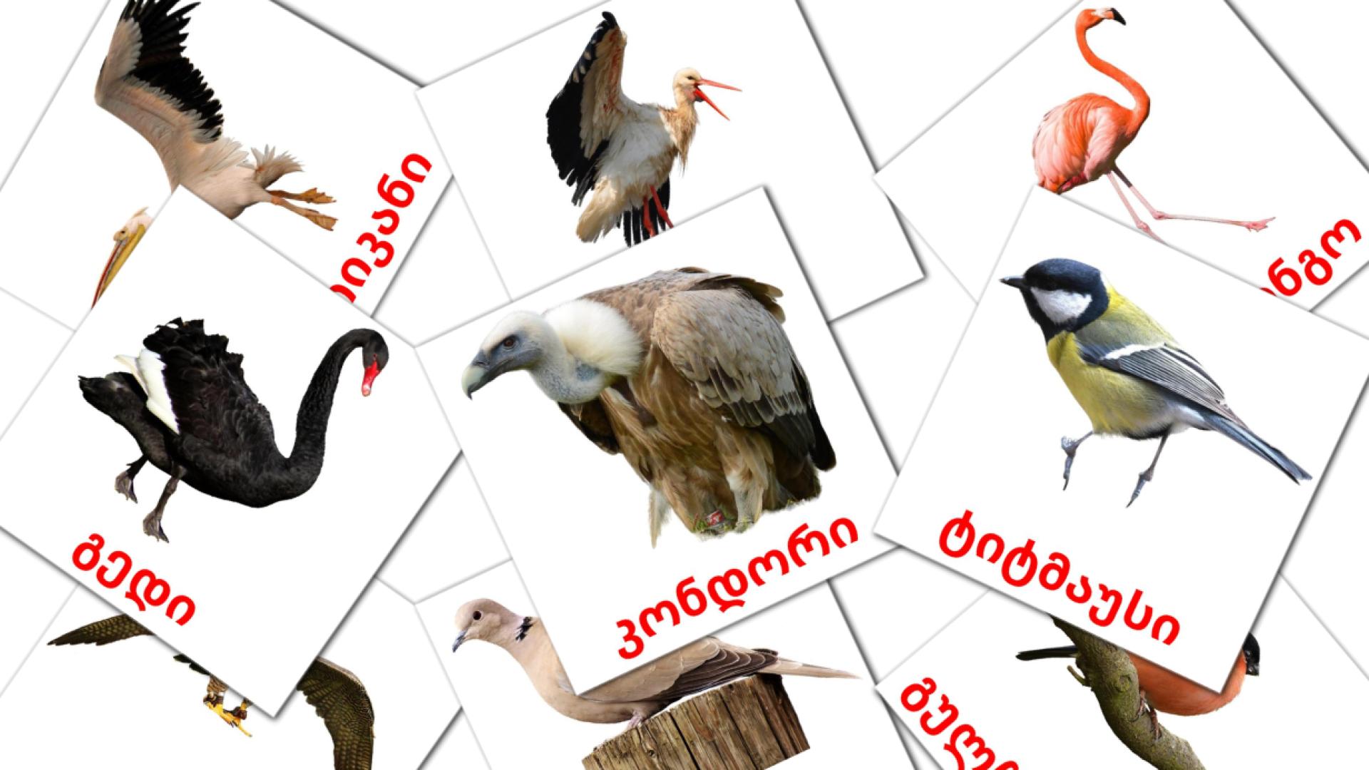 18 გარეული ფრინველები flashcards