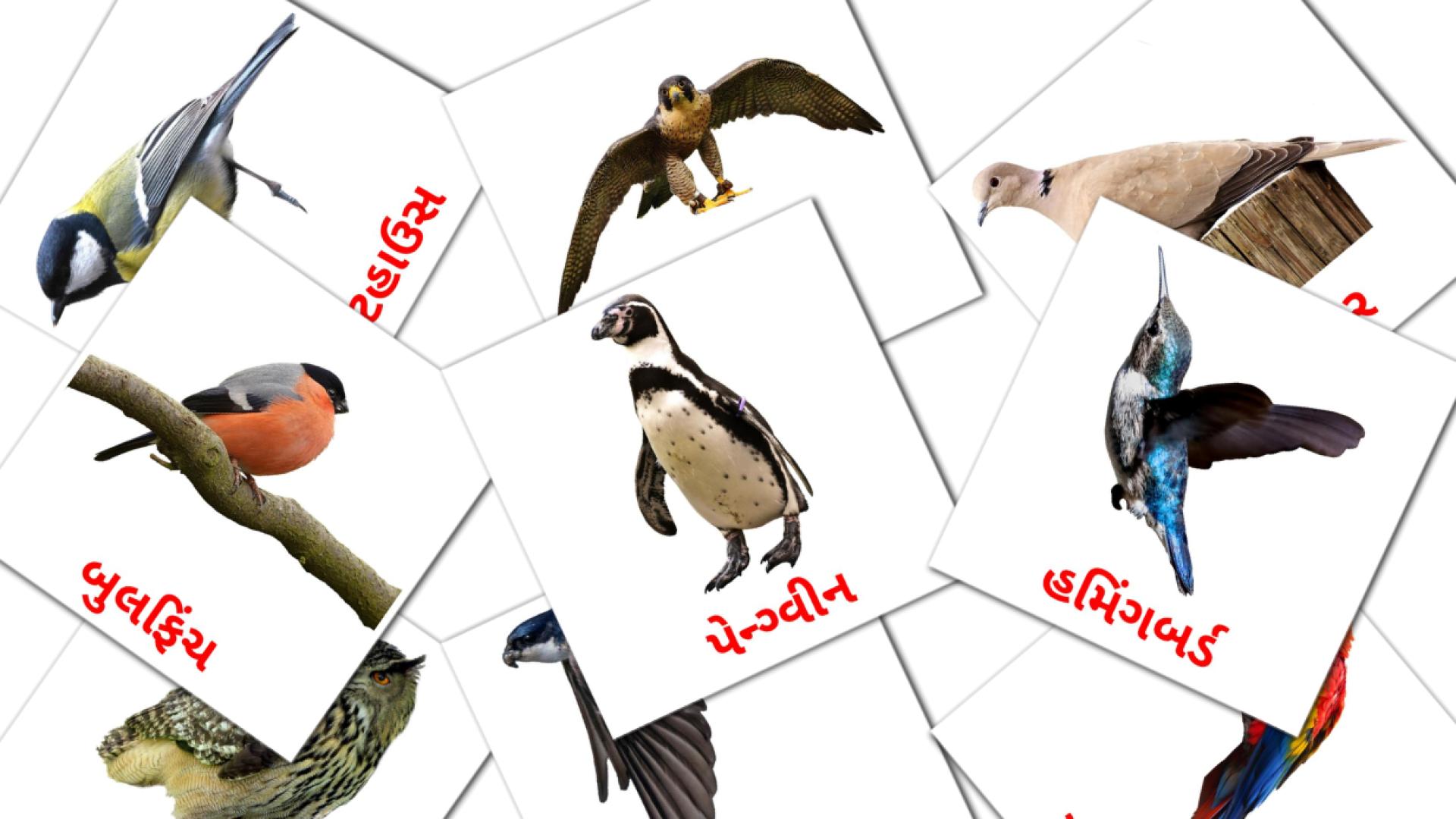 Bildkarten für જંગલી પક્ષીઓ