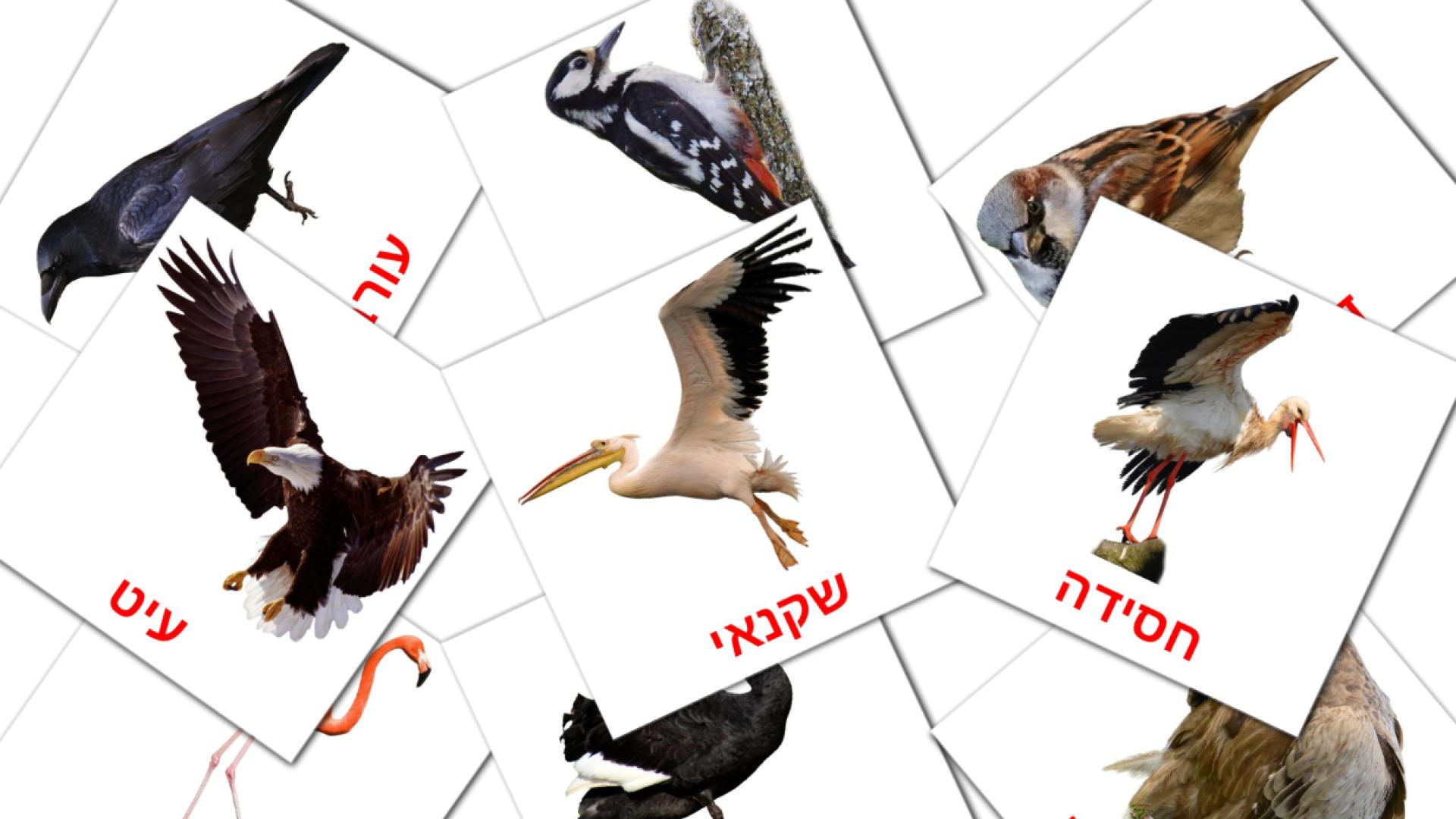 Bildkarten für רב ירופיצ