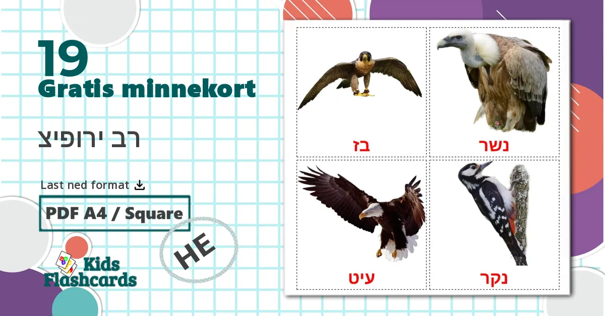 19 רב ירופיצ bildekort