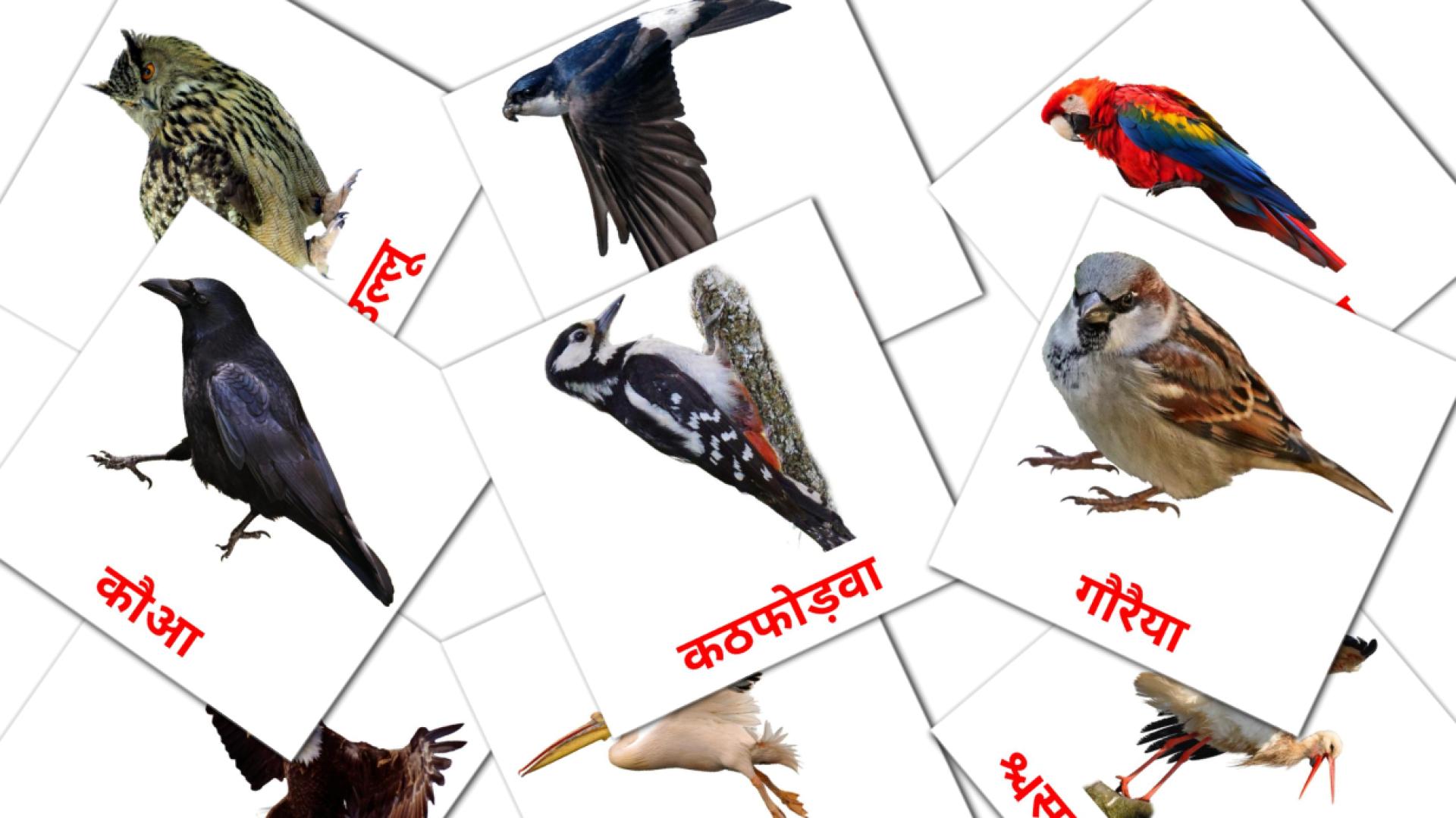 tarjetas didacticas de जंगली पक्षी