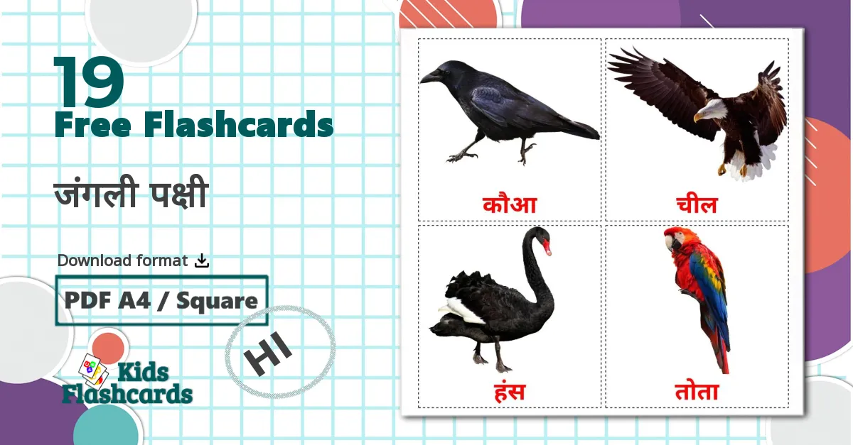 19 जंगली पक्षी flashcards