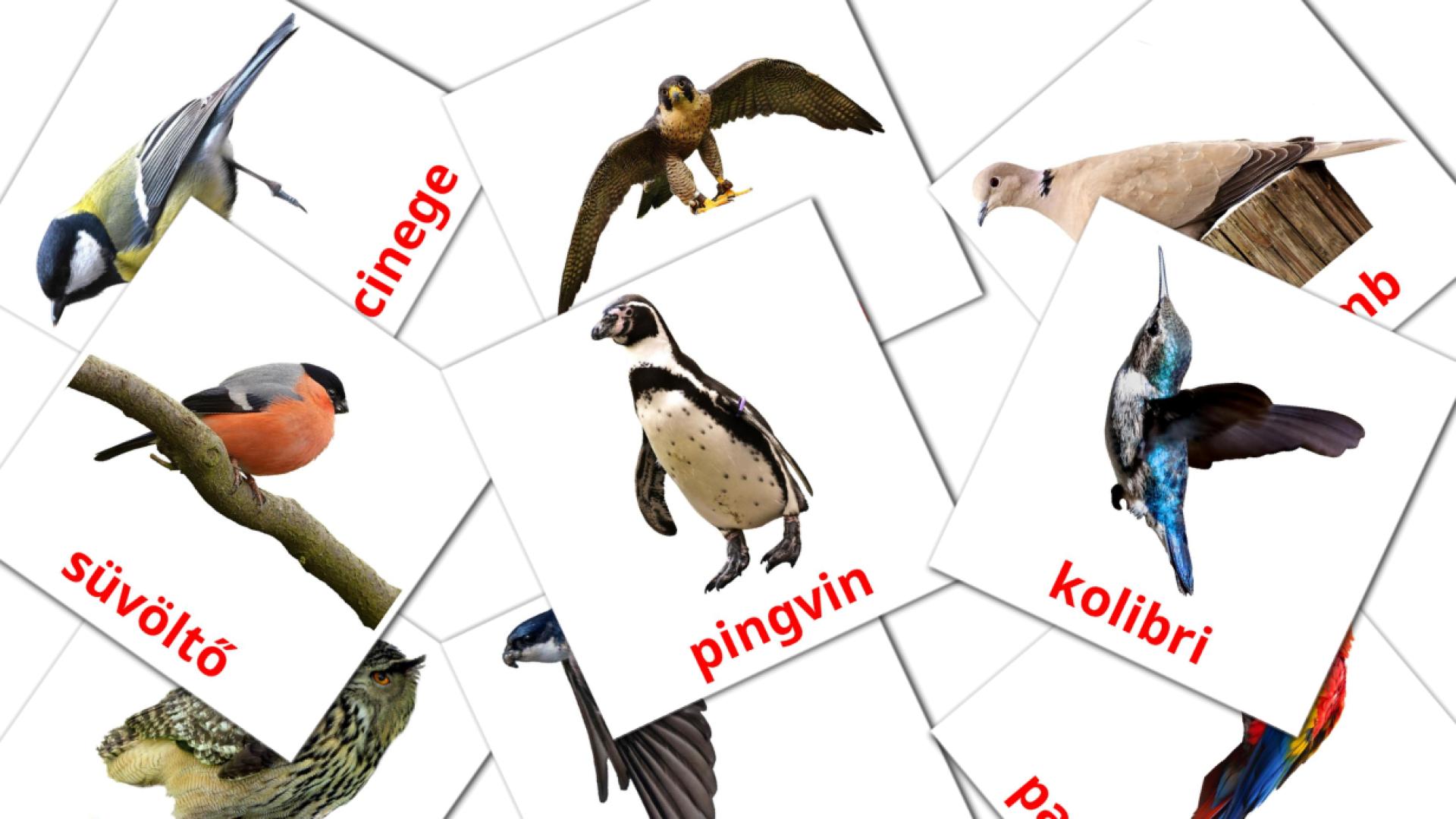 flashcards di Vadon élő madarak