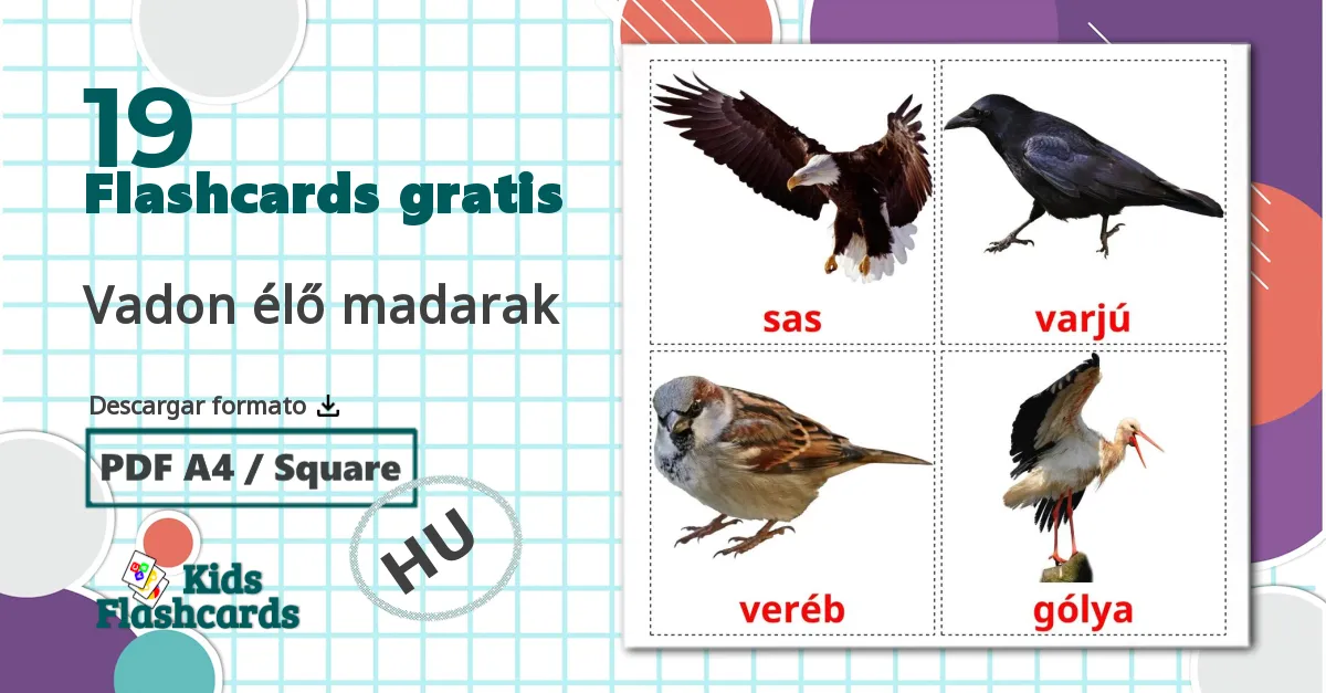 19 tarjetas didacticas de Vadon élő madarak