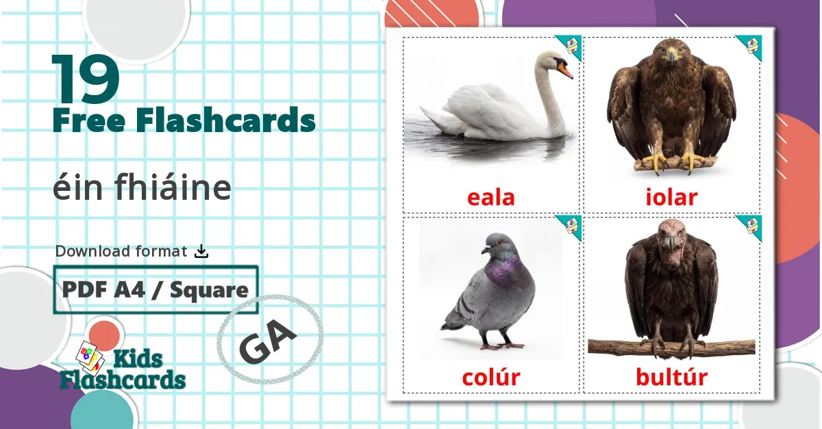 19 Wild birds flashcards