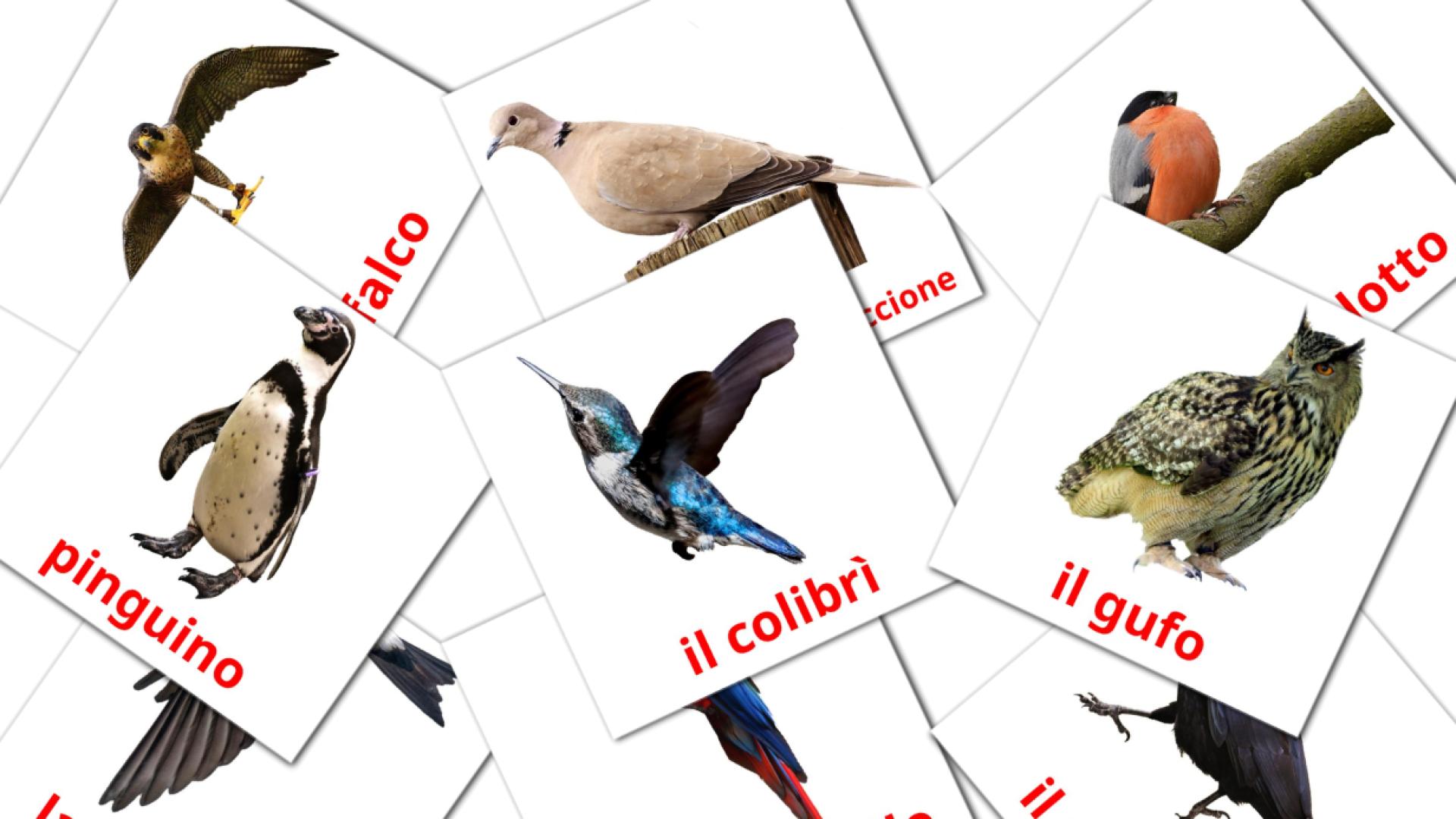 tarjetas didacticas de Uccelli selvaggi