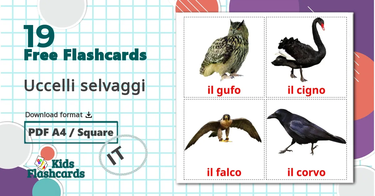 19 Uccelli selvaggi flashcards