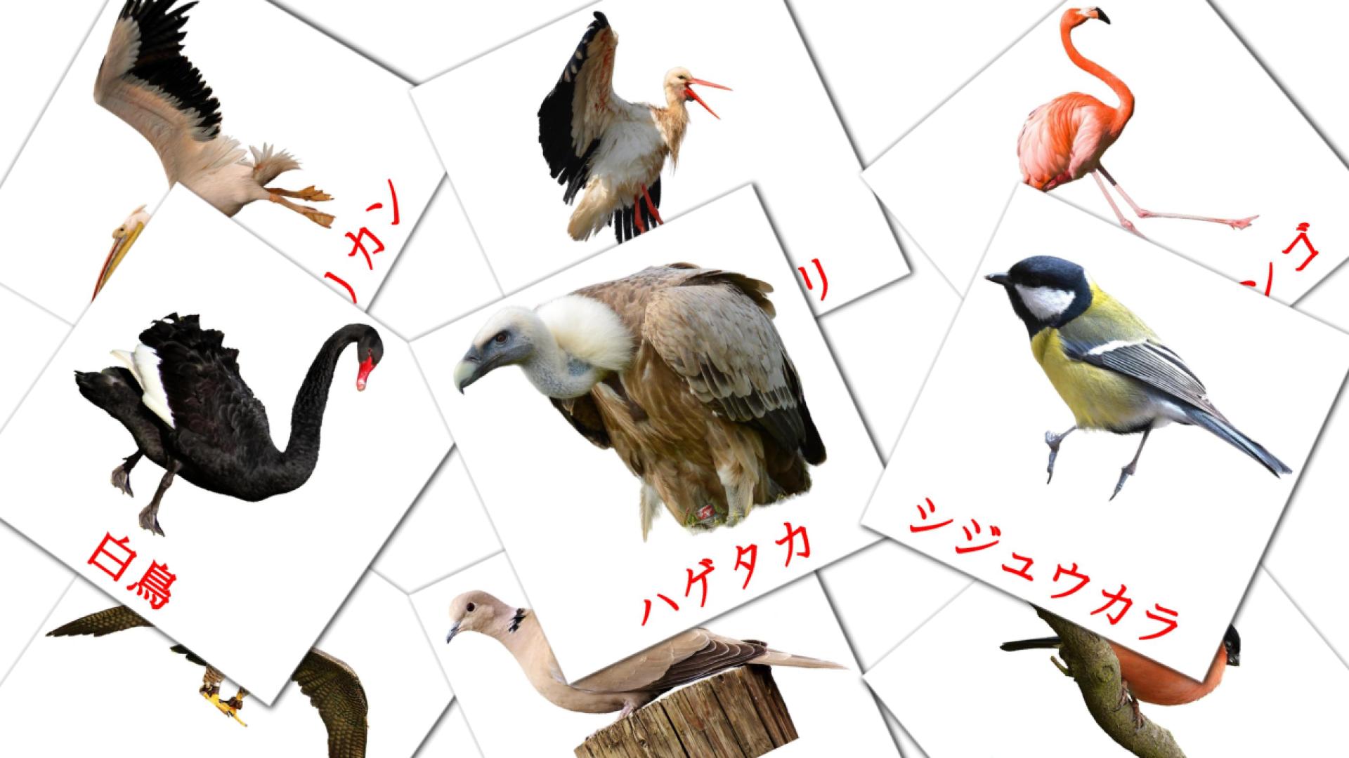 flashcards 野鳥