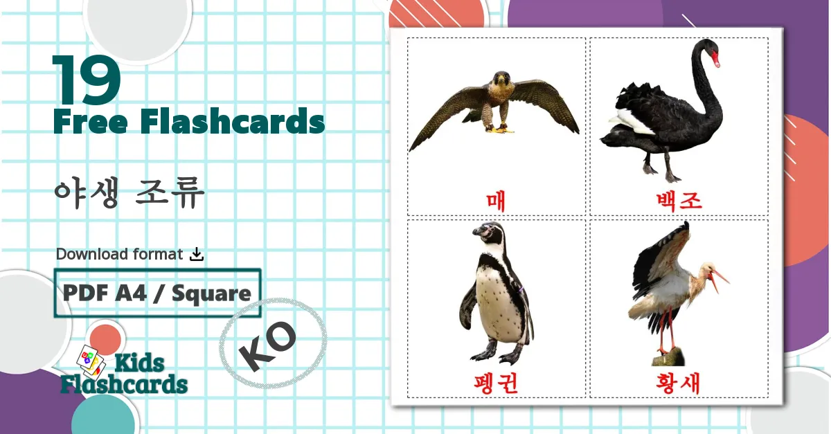 19 Wild birds flashcards