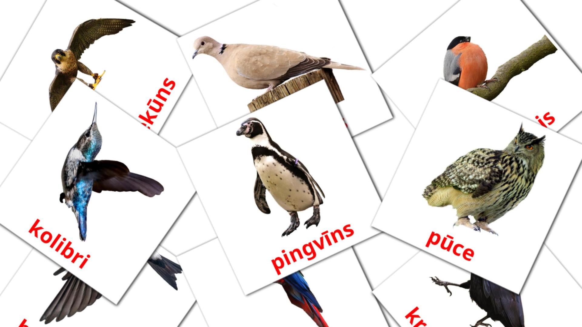 Savvaļas putni  flashcards