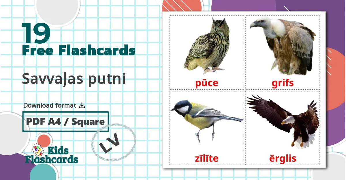 19 Savvaļas putni  flashcards