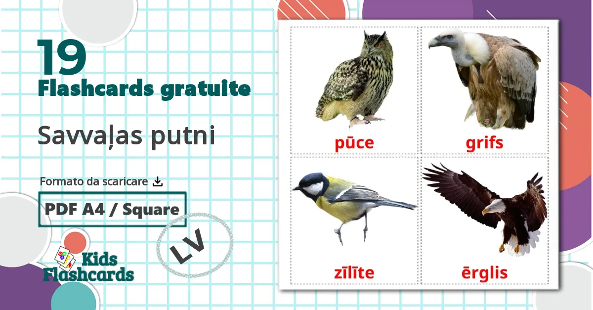 19 flashcards di Savvaļas putni