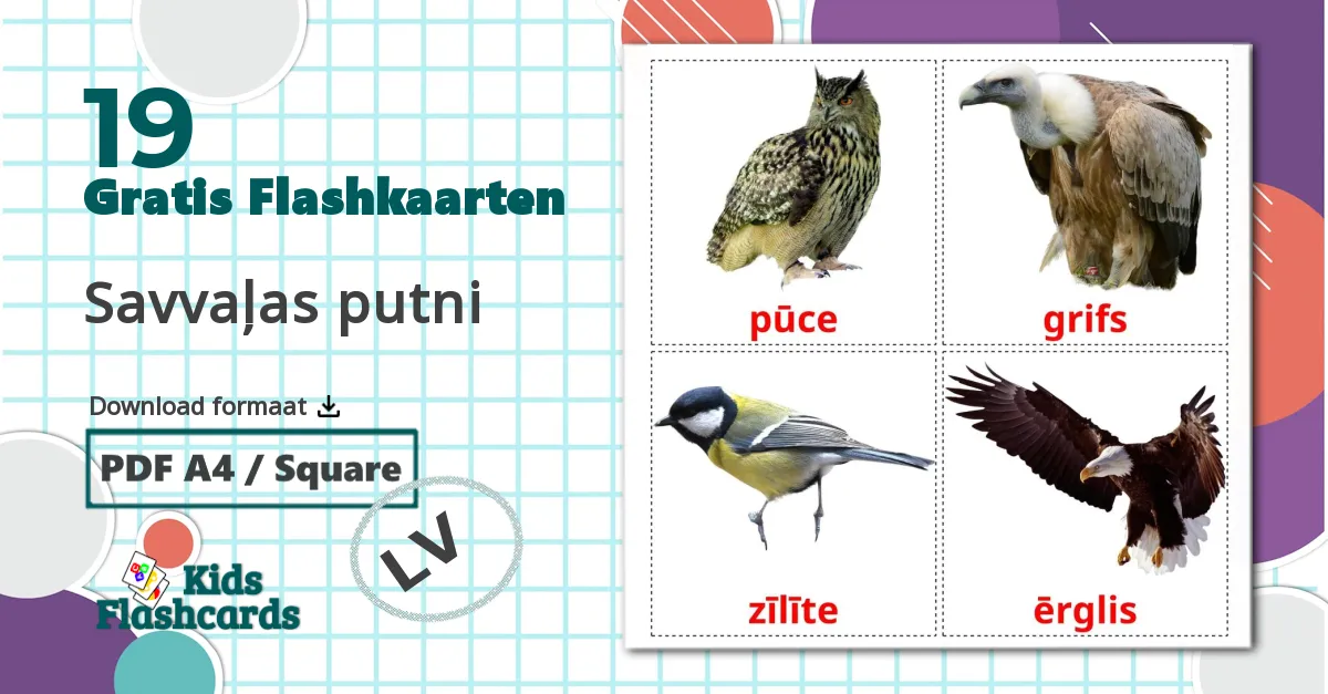 19 Savvaļas putni  flashcards