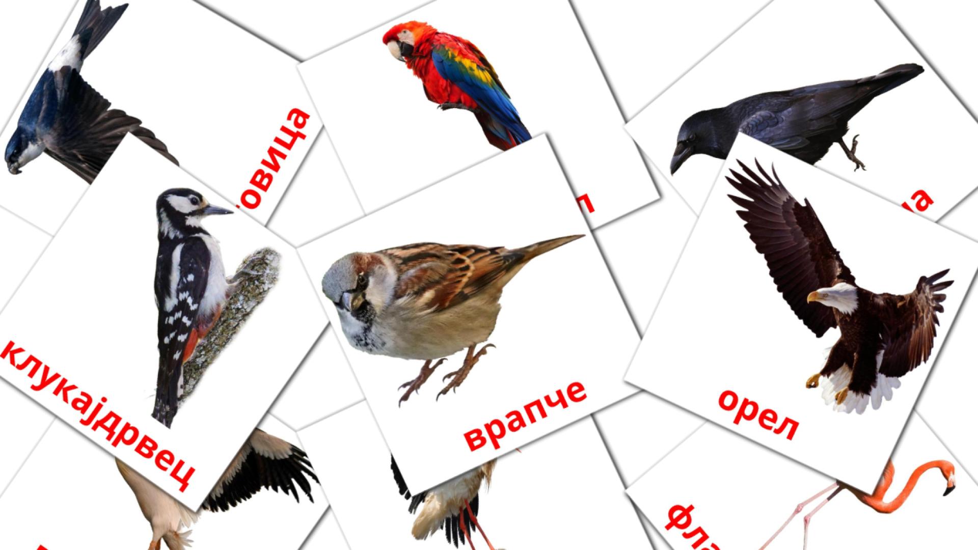 18 tarjetas didacticas de Диви птици