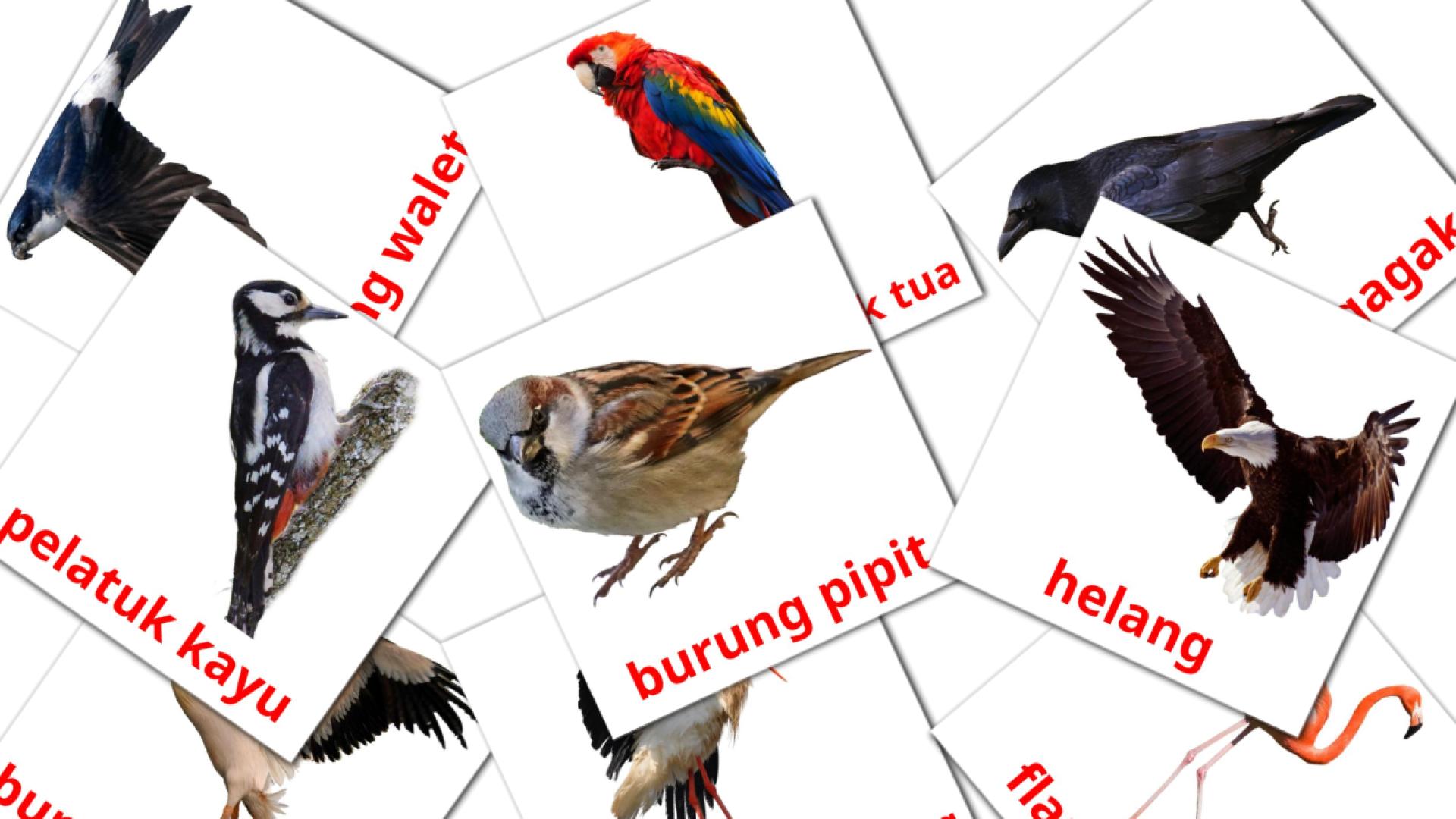 18 burung liar flashcards