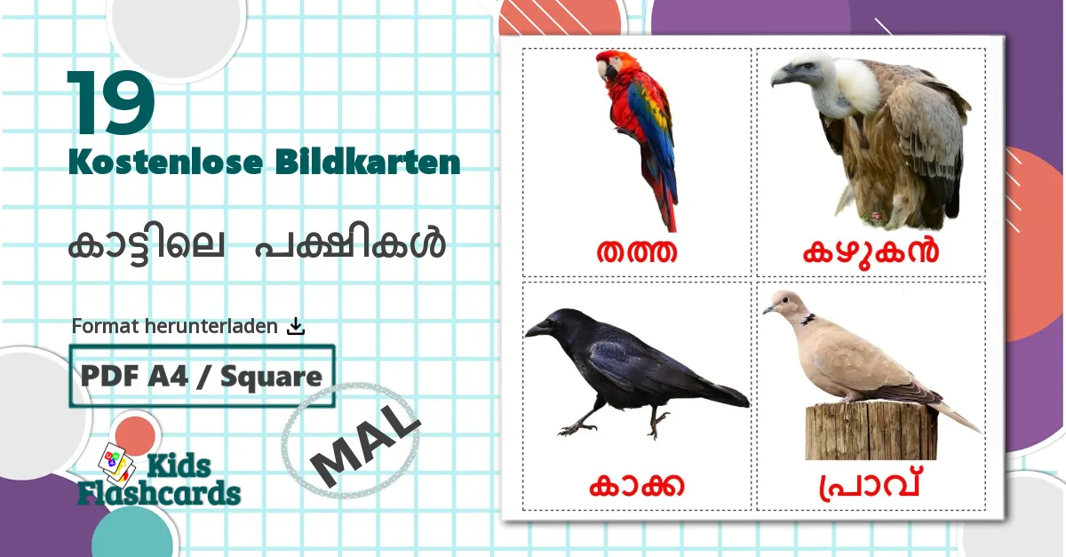 19 Bildkarten für കാട്ടിലെ പക്ഷികൾ